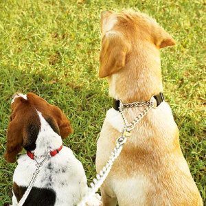 dog-training-collars